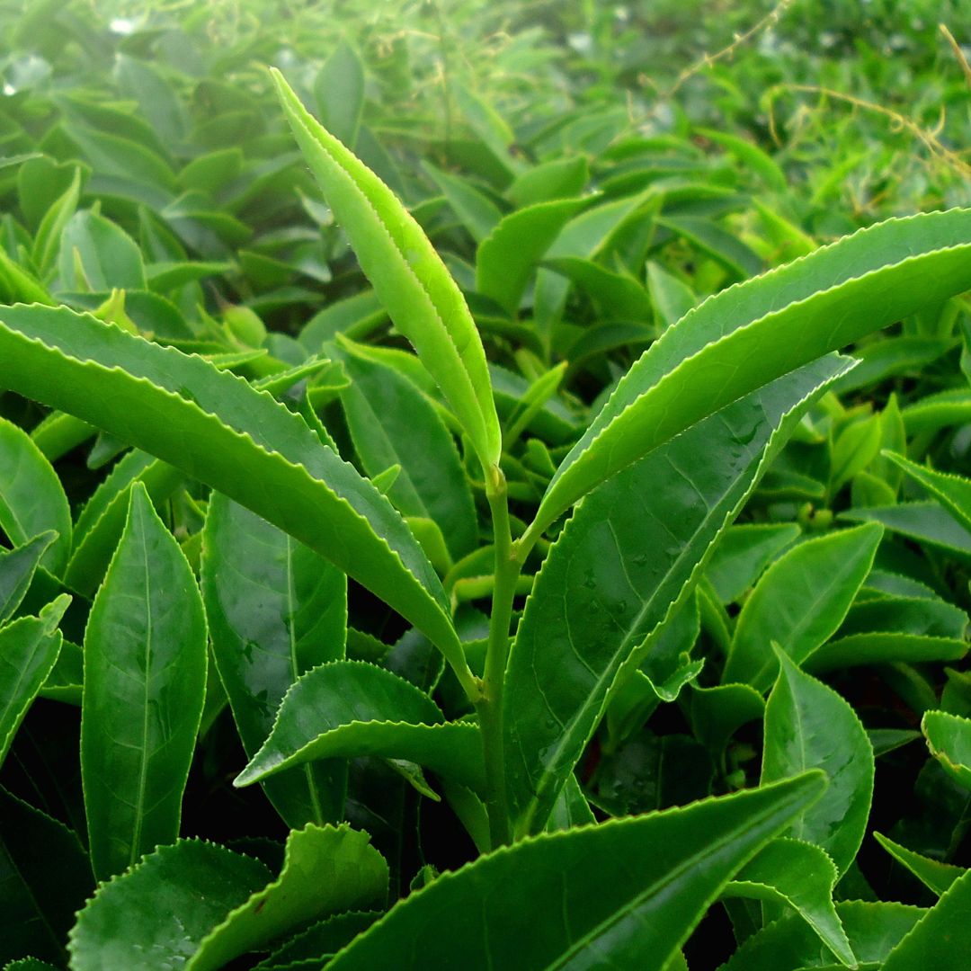 Botanica Gaia Bio Green Tea Seed Carrier Oil | Camellia Sinensis | For Skincare and Haircare