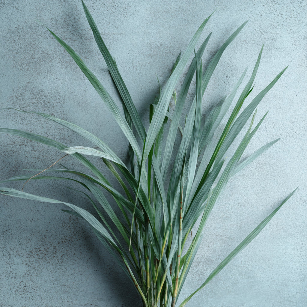 Botanica Gaia Guatemalan Lemongrass Essential Oil | Cymbopogon Flexuosus | For Aromatherapy and Skincare