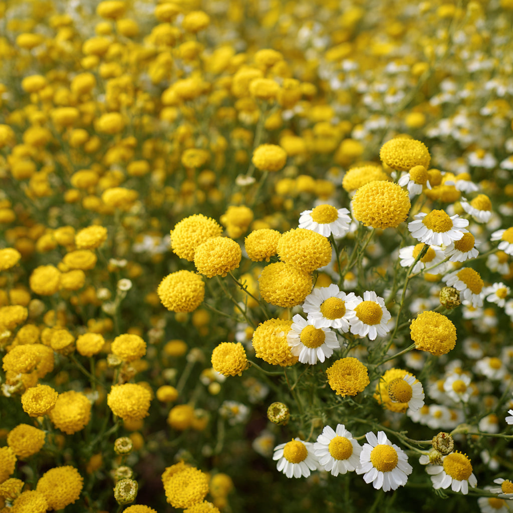 Blue Chamomile & Helichrysum - Whipped Tallow Cream with Kakadu Plum Seed Oil & Chamomile and Helichrysum