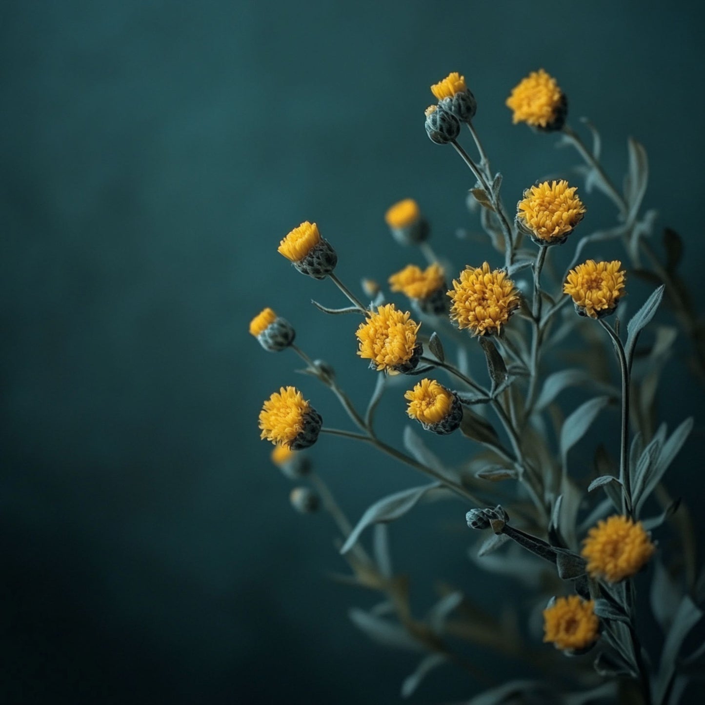 Botanica Gaia 100% Organic and Pure Helichrysum Essential Oil