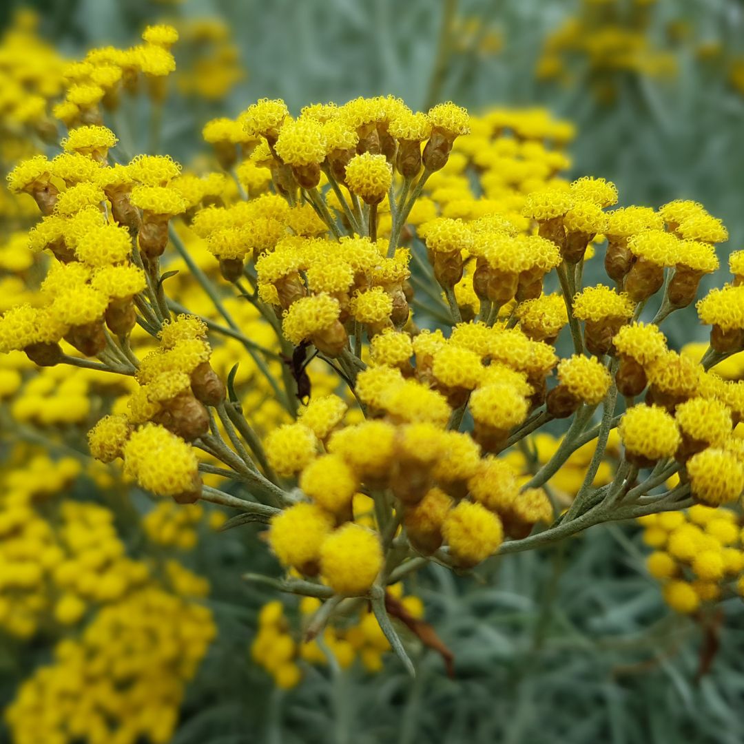 Botanica Gaia Wild Crafted Helichrysum Rambiazina Essential Oil | Helichrysum Gymnocephalum | For Aromatherapy and Ointments