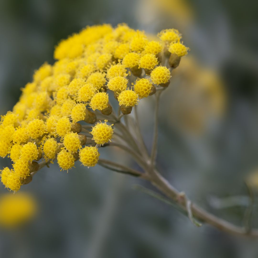 Botanica Gaia Wild Crafted Helichrysum Rambiazina Essential Oil | Helichrysum Gymnocephalum | For Aromatherapy and Ointments