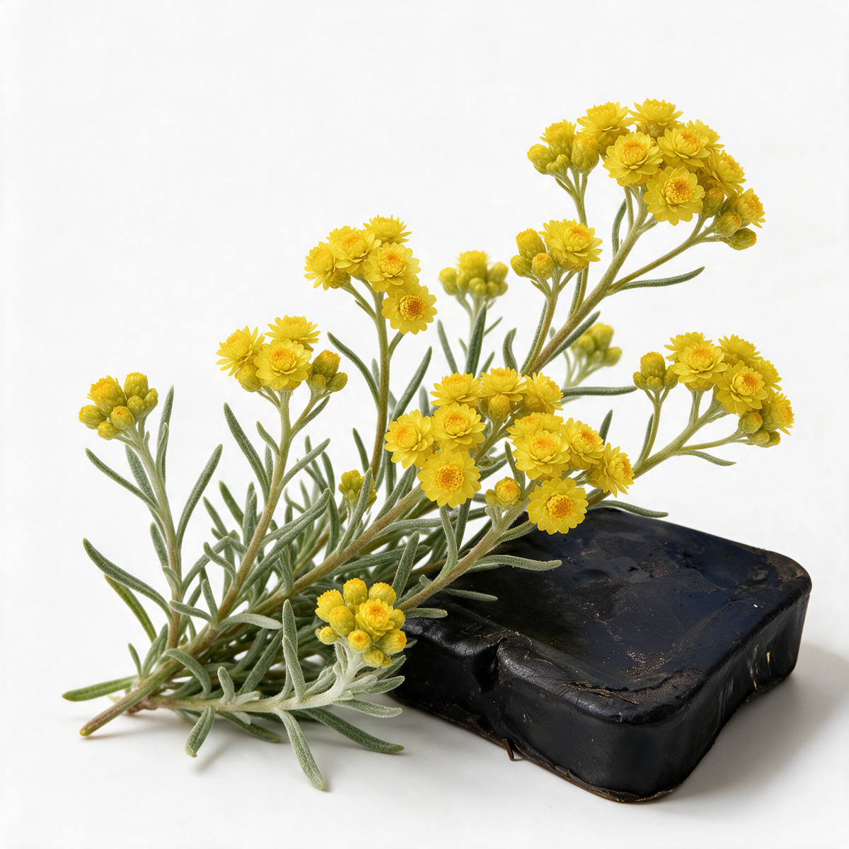 Immortelle Flowers Wax | Helichrysum Italicum