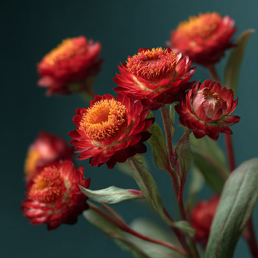 Botanica Gaia Bio Red Helichrysum Essential Oil | Helichrysum Sanguineum | Red Everlasting Botanical Elixir for Skin & Memory
