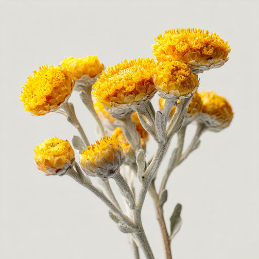 Hydrosol Toner Immortelle (Helichrysum Italicum) – product image 2