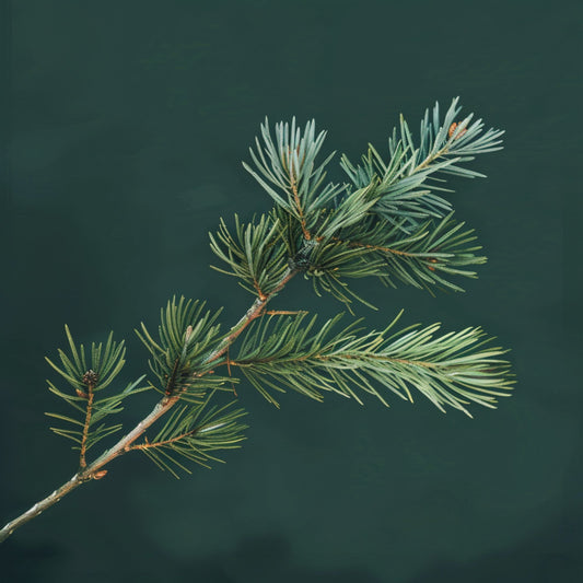 Botanica Gaia 100% Organic and Pure Himalayan Cedarwood Essential Oil – product image 2