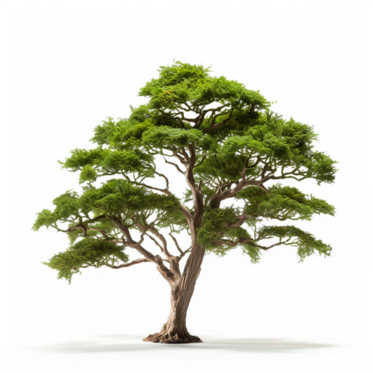 Botanica Gaia Hinoki Wood Essential Oil – product image 2