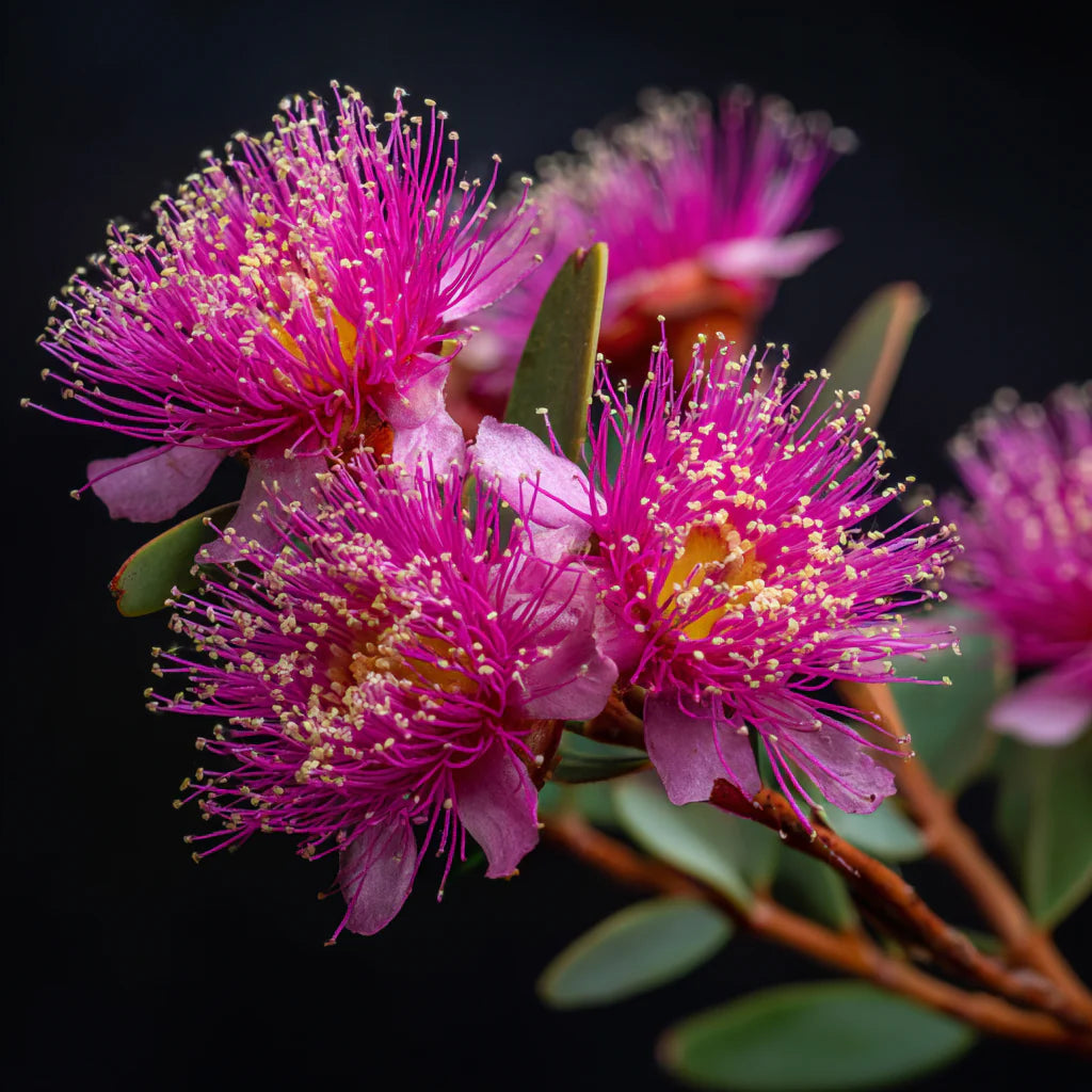 Honey Myrtle Essential Oil (Melaleuca teretifolia)