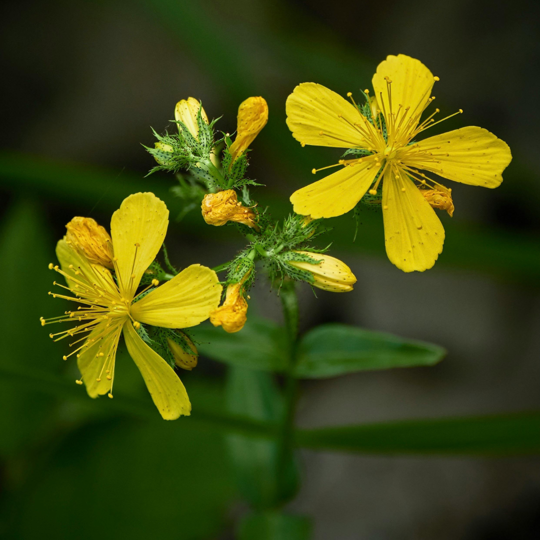 St. John's Wort Wax (Hypericum perforatum)