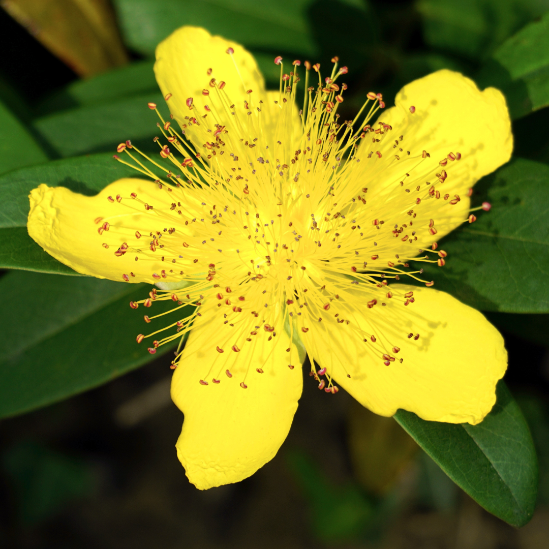 St. John's Wort Wax (Hypericum perforatum)
