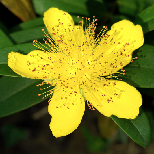 St. John's Wort Wax (Hypericum perforatum) – product image 2
