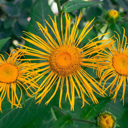 Organic Inula Essential Oil – product image 2