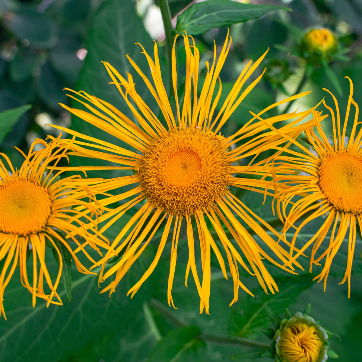 Organic Inula Essential Oil – product image 2