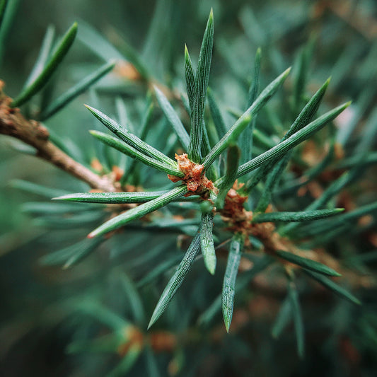 Botanica Gaia Bio Mexican Cedarwood Essential Oil | Juniperus mexicana |  The Deep, Smoky Cedarwood of Serenity and Strength