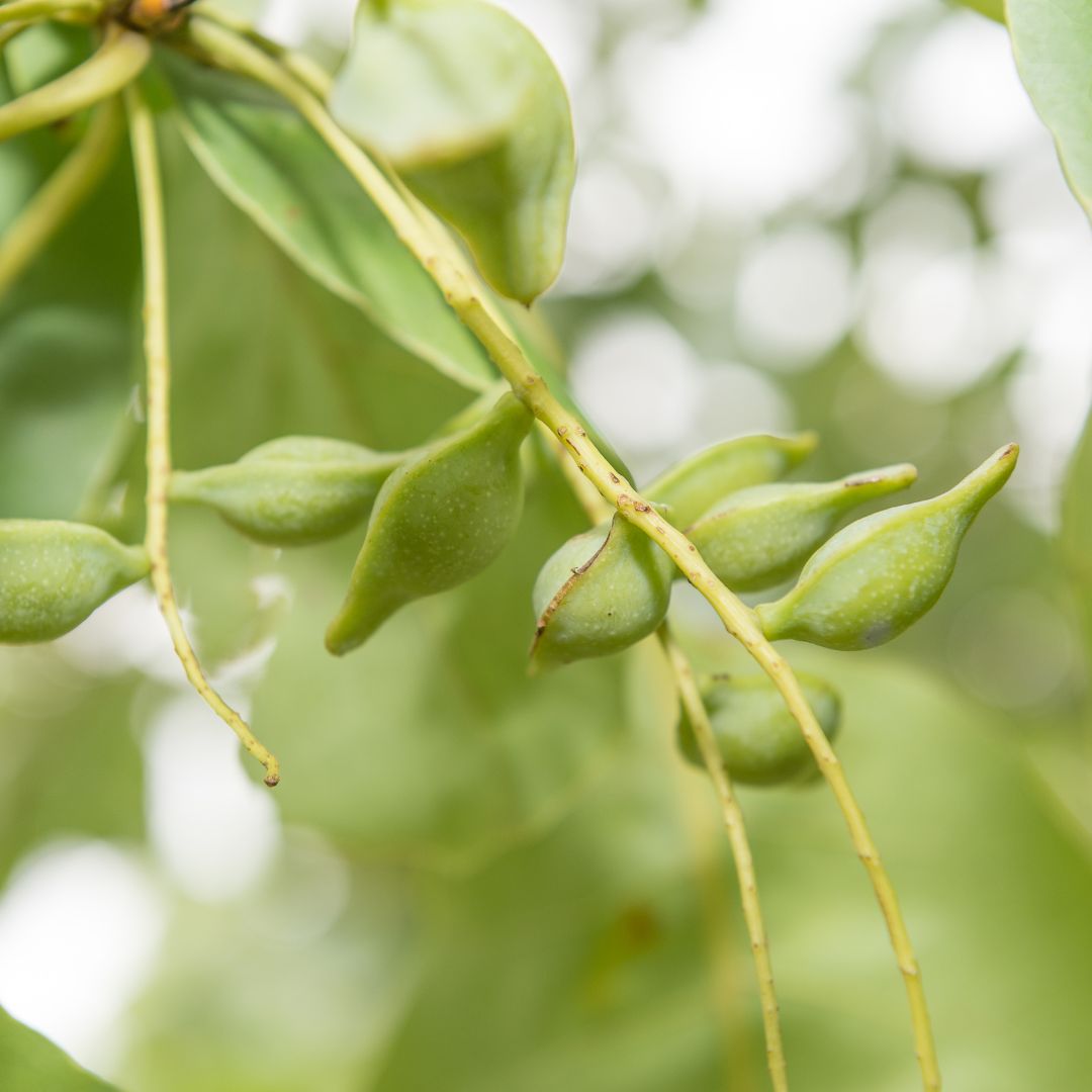 Botanica Gaia Bio Kakadu Plum Seed CO2 Carrier Oil | Terminalia Ferdinandiana | For natural Skincare and Haircare