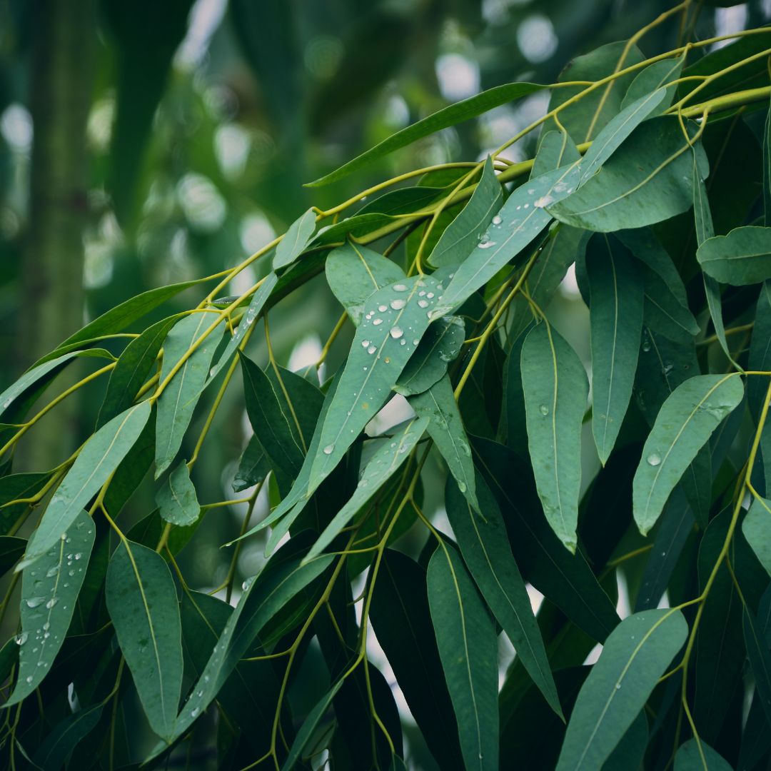 Botanica Gaia 100% Organic and Pure Eucalyptus Kangaroo Essential Oil | Eucalyptus Cneorifolia | For Aromatherapy and Skin Care