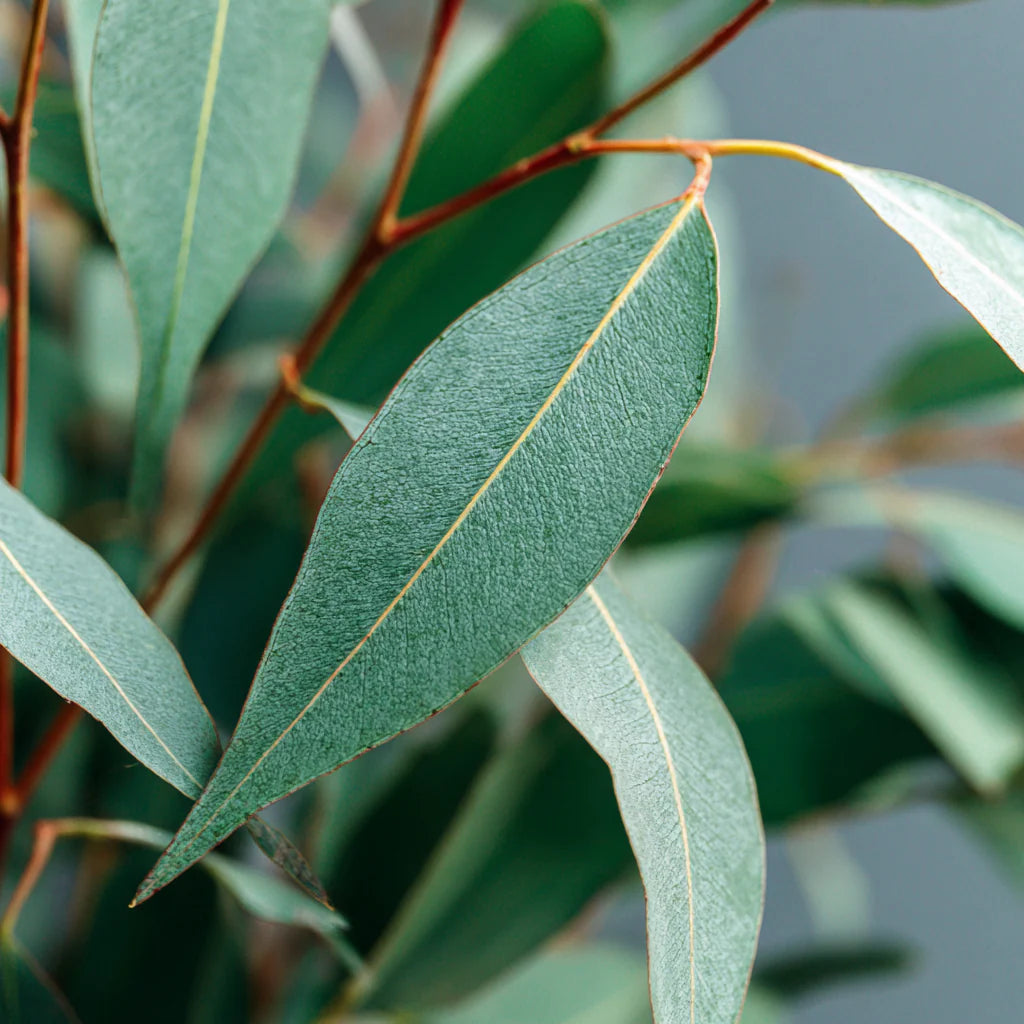 Eucalyptus Kochii Essential Oil