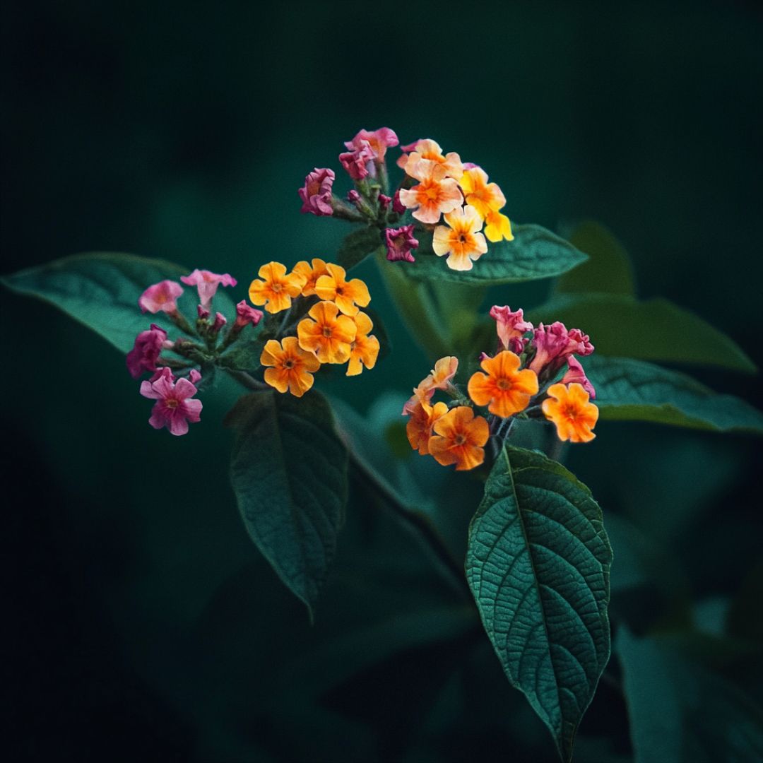 Botanica Gaia 100% Organic and Pure Lantana Camara Essential Oil