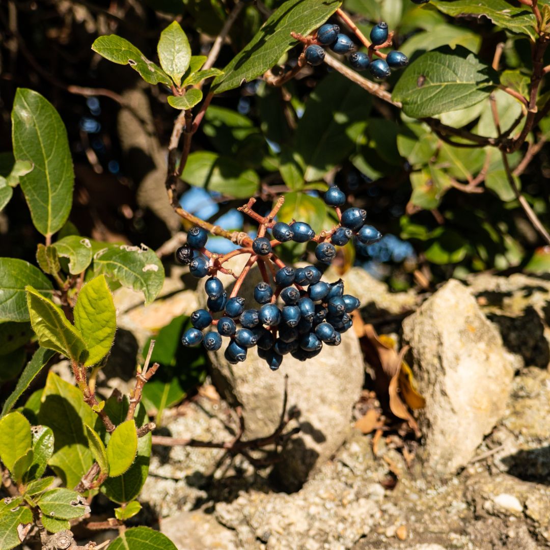 Botanica Gaia 100% Bio Laurel Berry Essential Oil | Laurus Nobilis | For Aromatherapy and Skin Care
