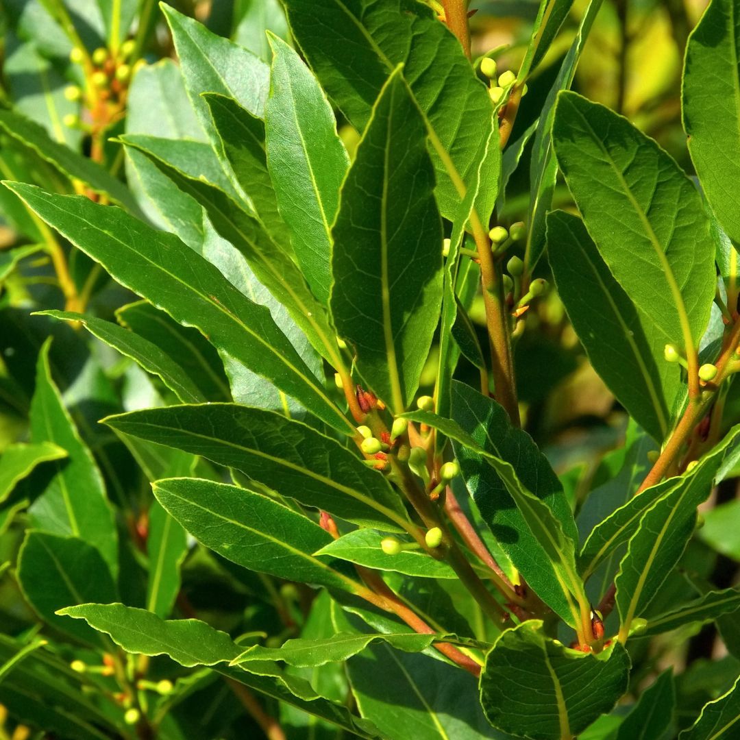 Botanica Gaia 100% Bio Laurel Berry Essential Oil | Laurus Nobilis | For Aromatherapy and Skin Care