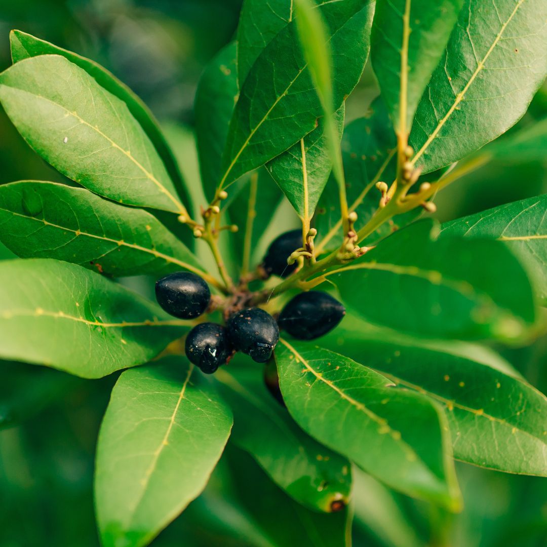 Botanica Gaia 100% Bio Laurel Berry Essential Oil | Laurus Nobilis | For Aromatherapy and Skin Care