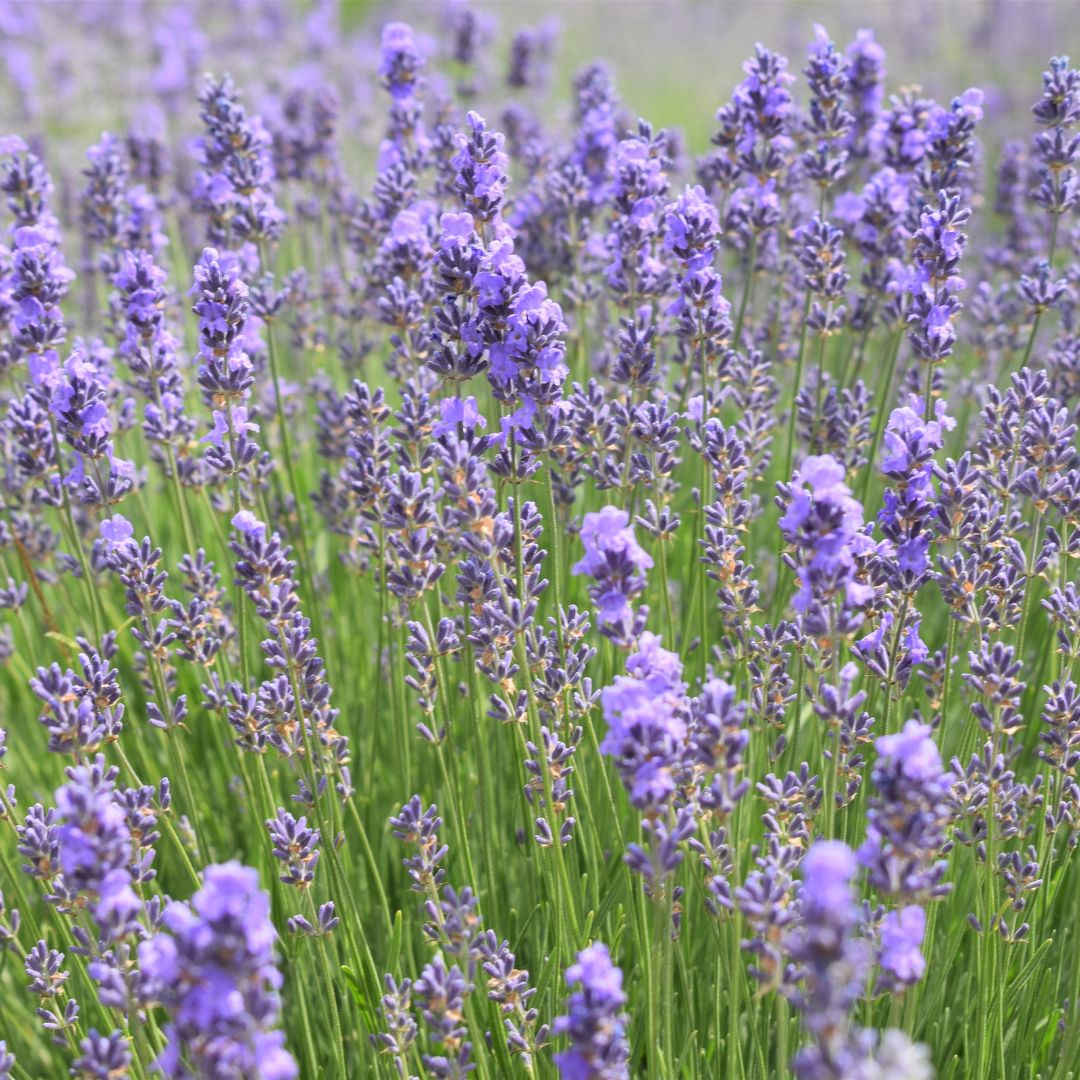 Botanica Gaia Lavender Hydrosol Toner | Artisan Distilled | Lavandula angustifolia