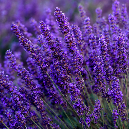 Botanica Gaia 100% Organic and Pure Bulgarian Lavender Absolute | Supercritical CO2 Extraction | Lavandula angustifolia |