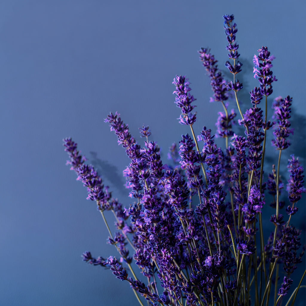 Whipped Tallow Elixir Cream | Infused with Lavender Blossom for Restful Skin & Mind