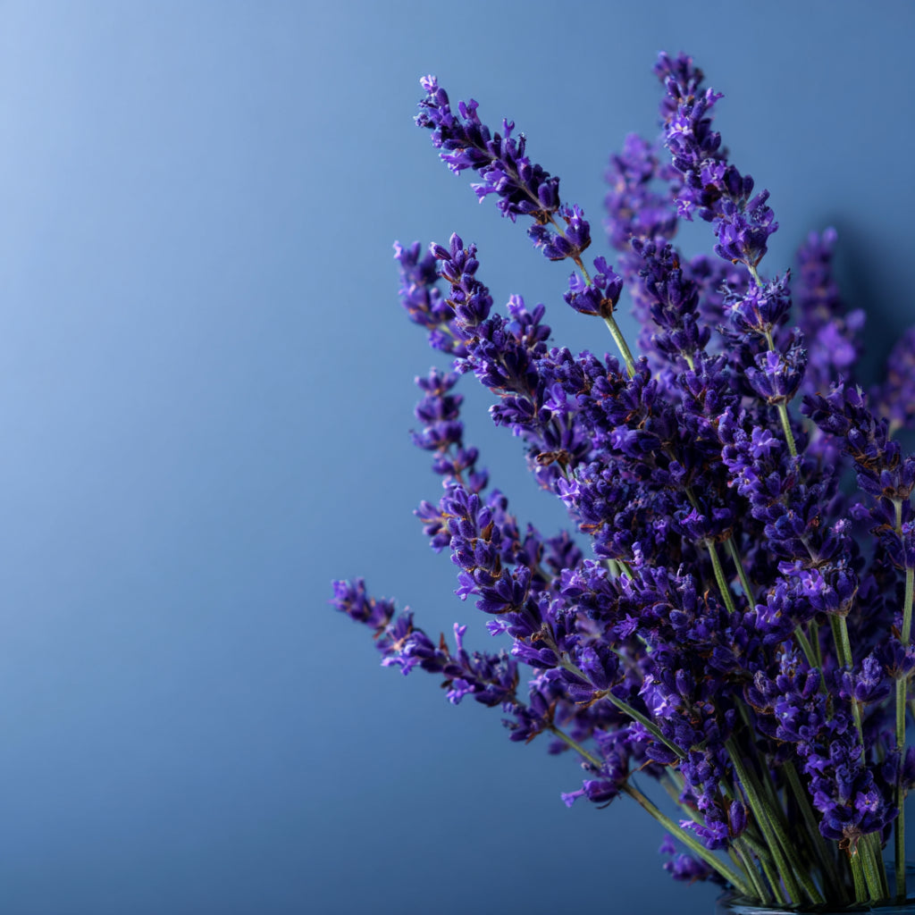 Whipped Tallow Elixir Cream | Infused with Lavender Blossom for Restful Skin & Mind