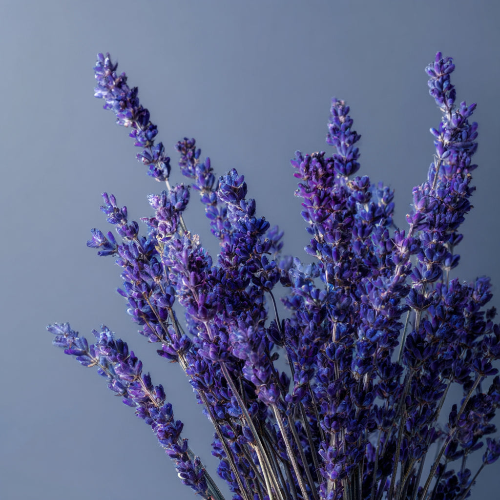 Whipped Tallow Elixir Cream | Infused with Lavender Blossom for Restful Skin & Mind