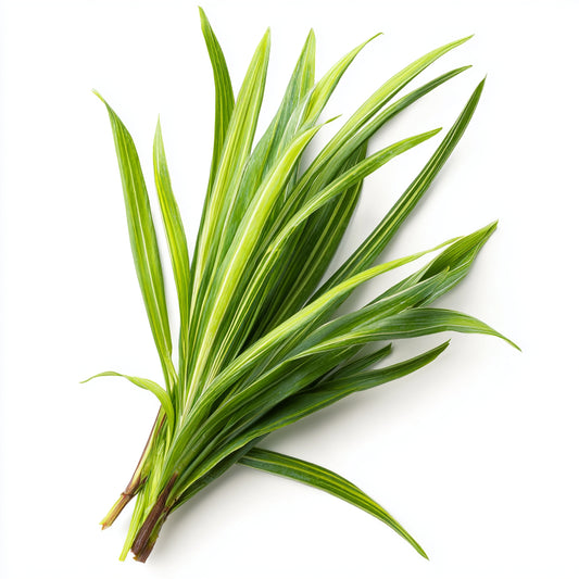 Lemongrass Leaf Wax CO₂ Extract (Cymbopogon citratus) – product image 2