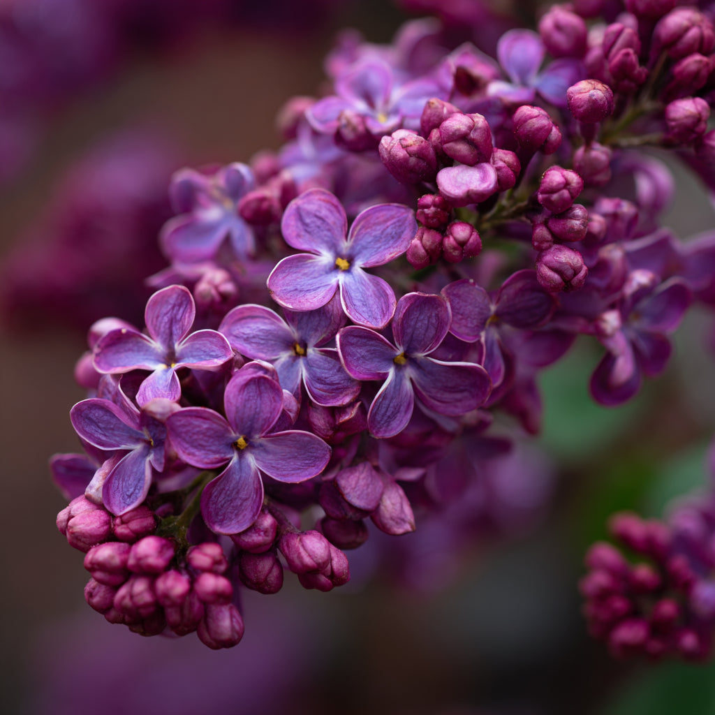 Botanica Gaia Bio Lilac CO₂ Absolute | Supercritical CO2 Extraction | Syringa Vulgaris | Premium Quality | For Aromatherapy, Skincare and Perfume