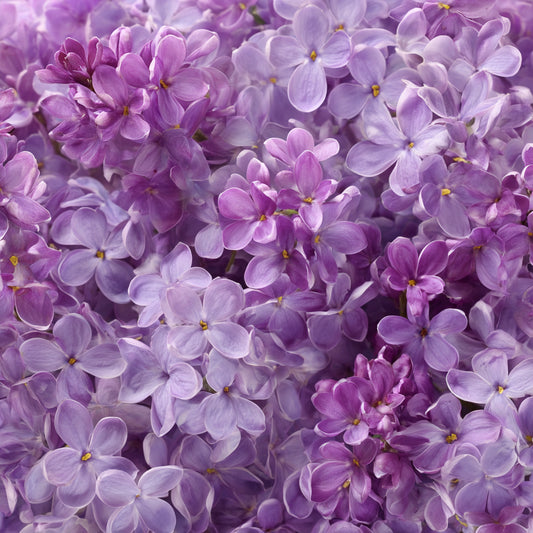 Lilac Absolute Bulgaria - Spring Memory Extract (Syringa Vulgaris) – product image 2