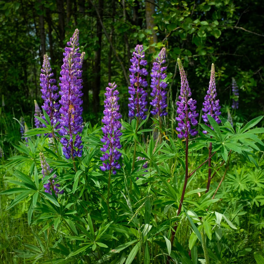Botanica Gaia Bio Lupine Seed Carrier Oil | Lupinus albus | For Skincare and Haircare