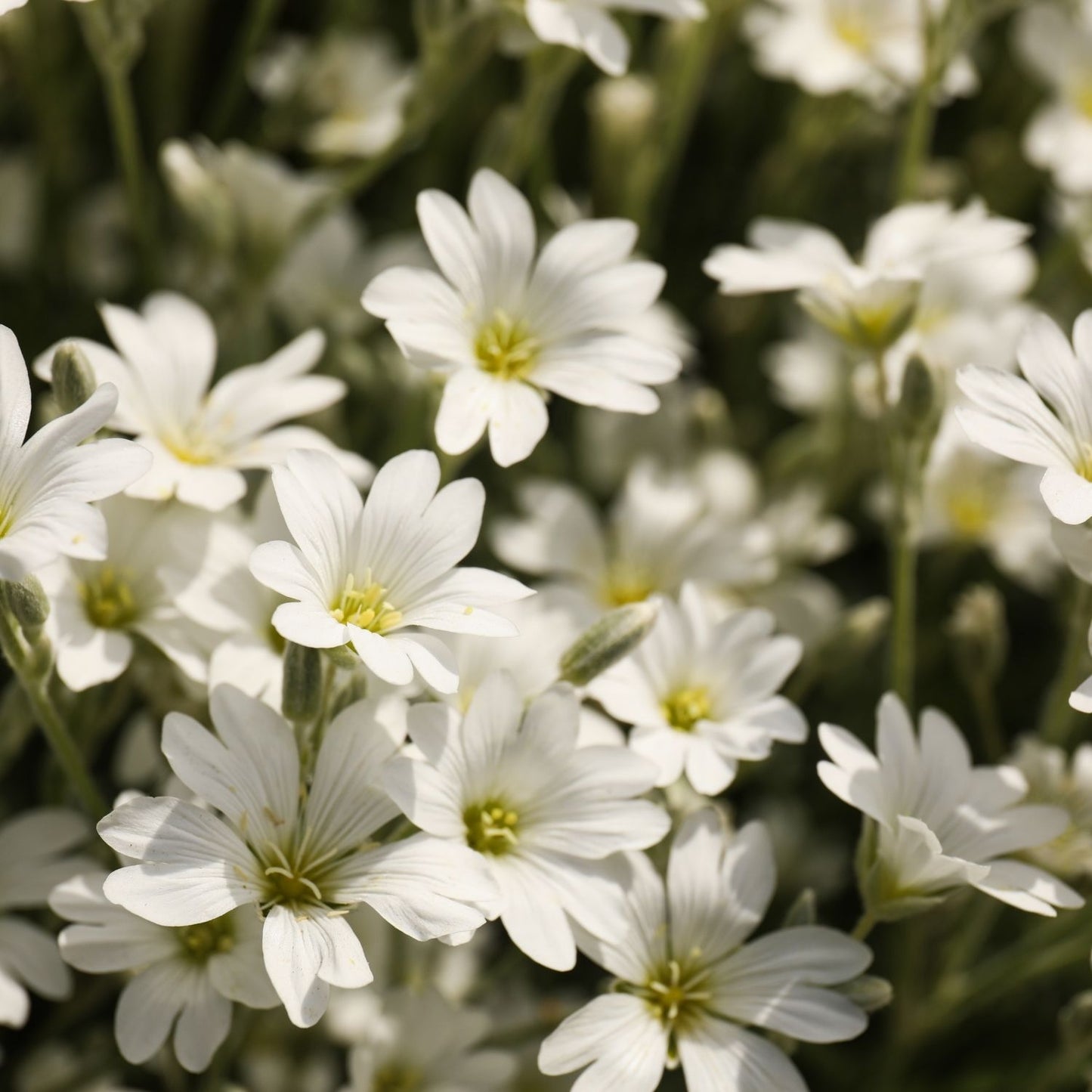 Meadowfoam Seed Oil Infused with Boswellia serrata Resin & Blue Tansy — Sacred Calming Elixir for Skin & Spirit