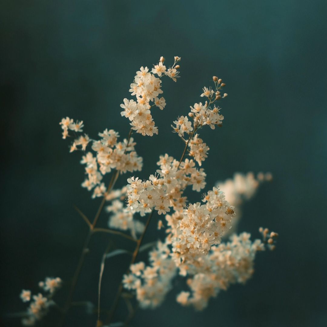 Botanica Gaia Bio and Pure Meadowsweet Essential Oil