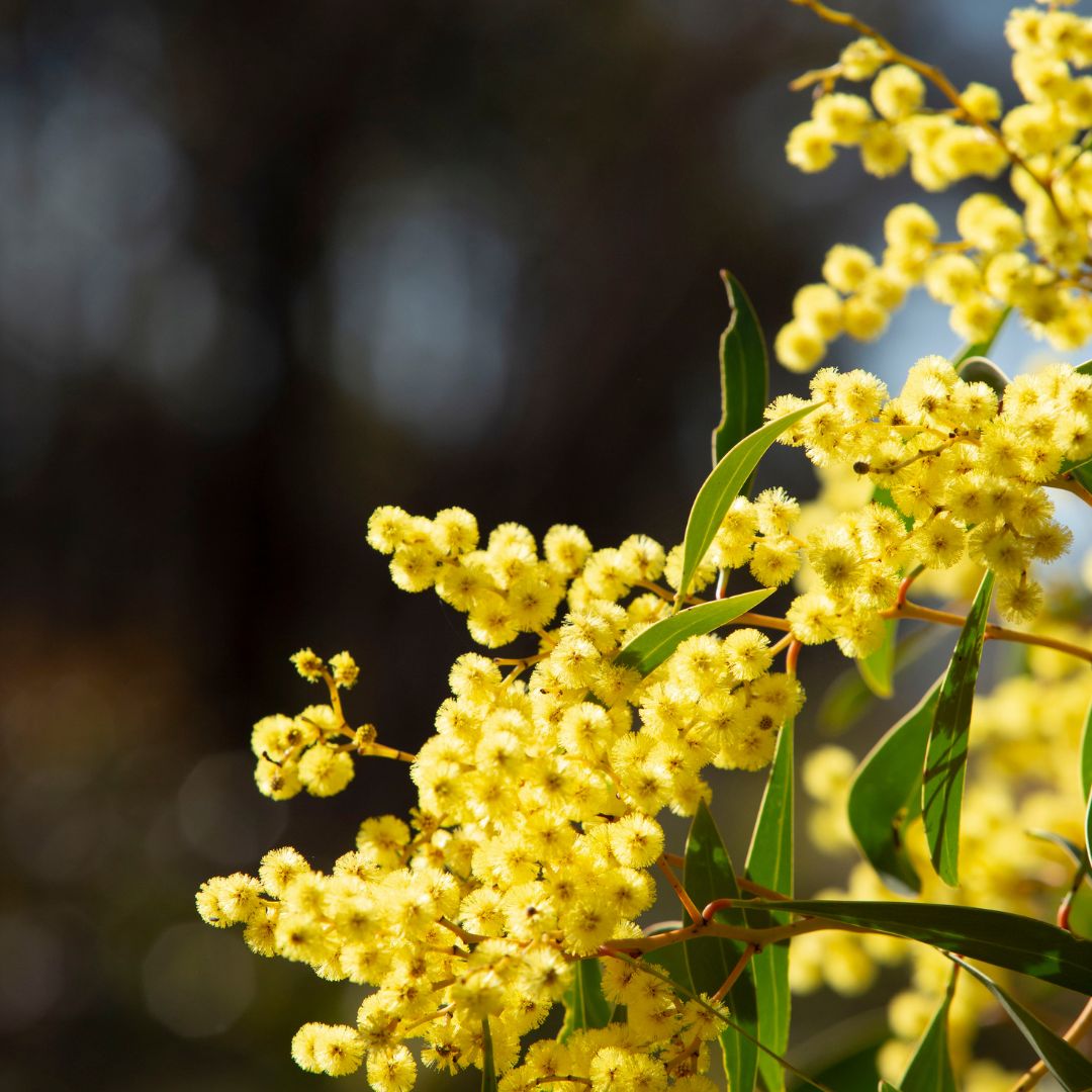 Australian Mimosa Oil Perfume - Handcrafted Jojoba Enfleurage
