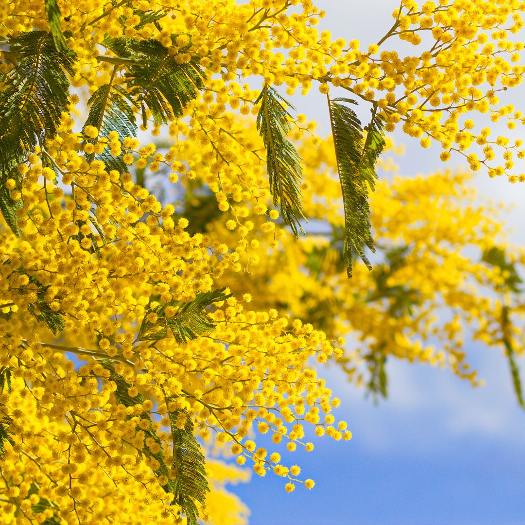 Botanica Gaia 100% Organic and Pure Mimosa Absolute Oil | Mimosa Dealbata | For Perfumery, Aromatherapy and Skincare