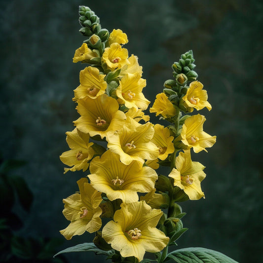 Bio Mullein Essential Oil – product image 2