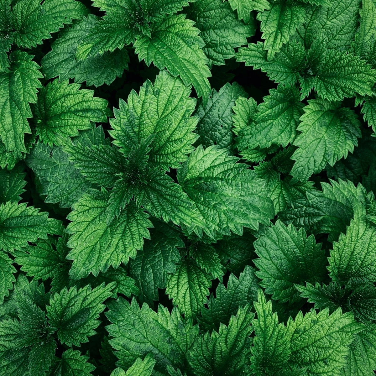 Nettle Root CO₂ Extract (Urtica Dioica)