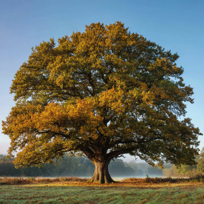 Botanica Gaia Bio Oak Bark CO₂ Absolute | Supercrcitical CO2 Extraction | Quercus Robur | Premium Quality | For Aromatherapy, Skincare and Perfume