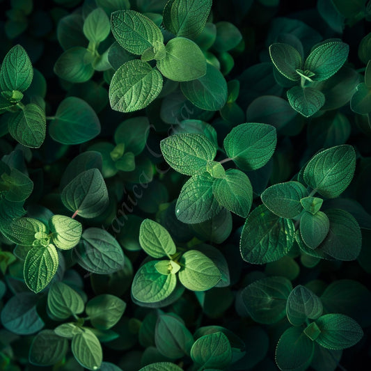 Botanica Gaia Bio Oregano Essential Oil – product image 2
