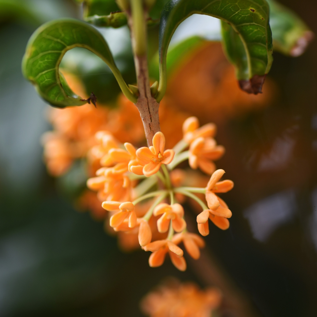 Osmanthus Flower Wax CO₂ Extract
