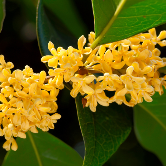 Osmanthus Flower Wax CO₂ Extract – product image 2