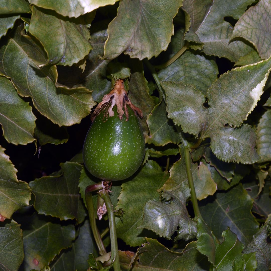Bio Passionfruit Seed CO2 Oil (Passiflora edulis)