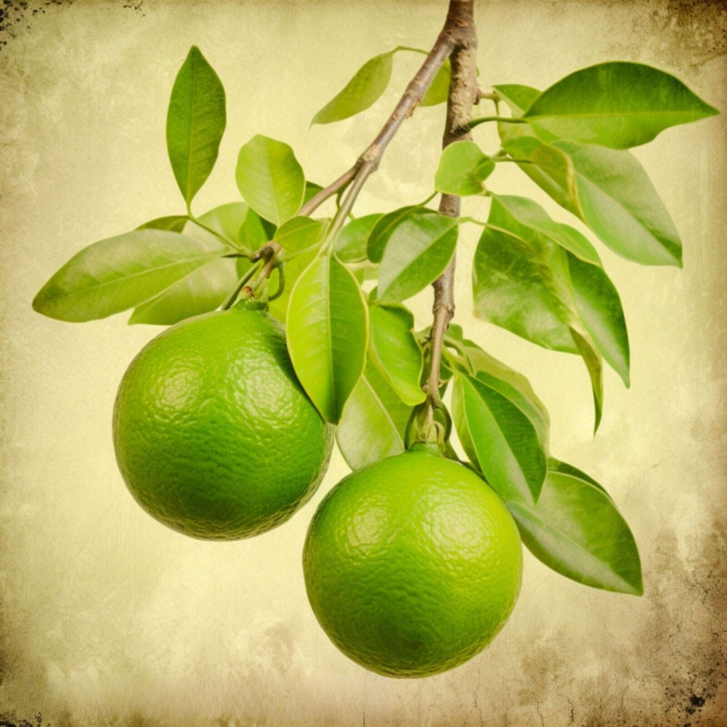 Botanica Gaia 100% Organic and Pure Persian Lime Essential Oil | Citrus x Latifolia for Aromatherapy, Perfume and Skincare