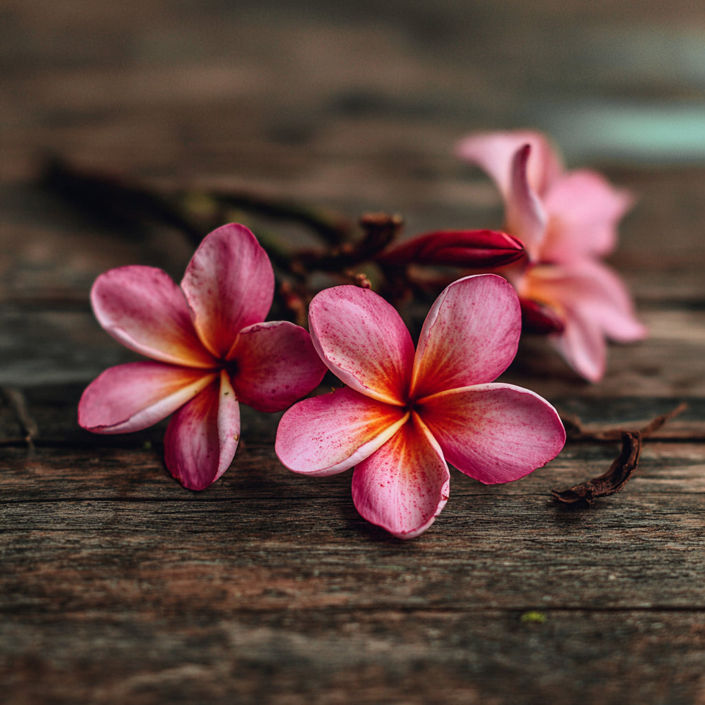 Bloom Elixir - Whipped Tallow Cream with Apple Seed Oil & Pink Frangipani