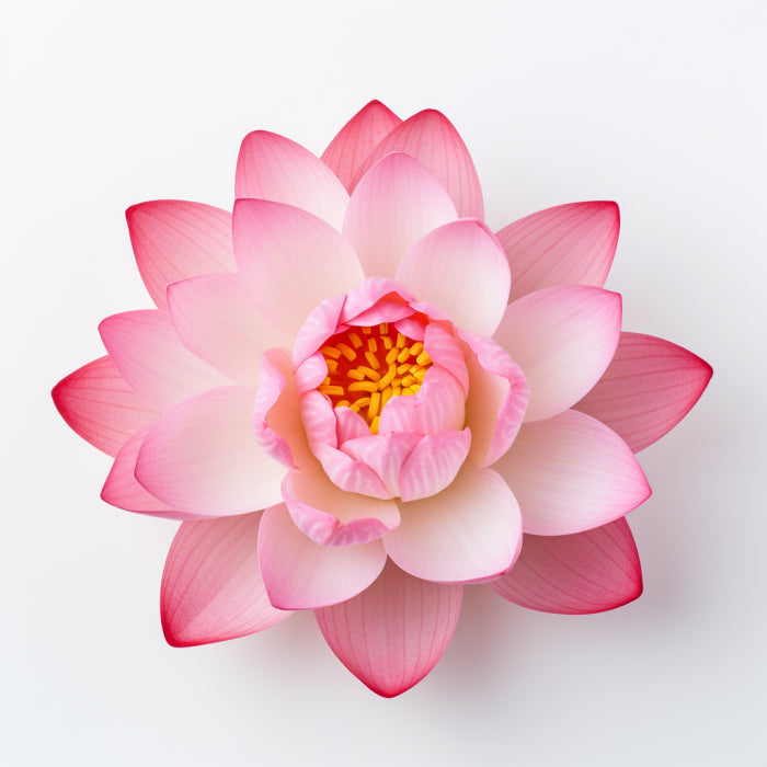 Botanica Gaia 100% Organic and Pure Pink Lotus Essential Oil Nelumbo Nucifera For Aromatherapy Skin Care and Perfume