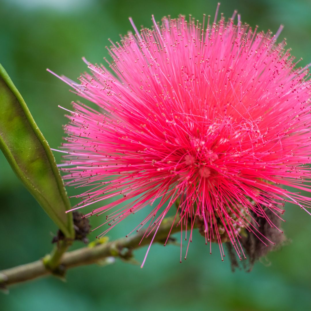 Botanica Gaia Bio Pink Mimosa Absolute Oil | Mimosa Tenuiflora | For Perfume, Aromatherapy and Skincare