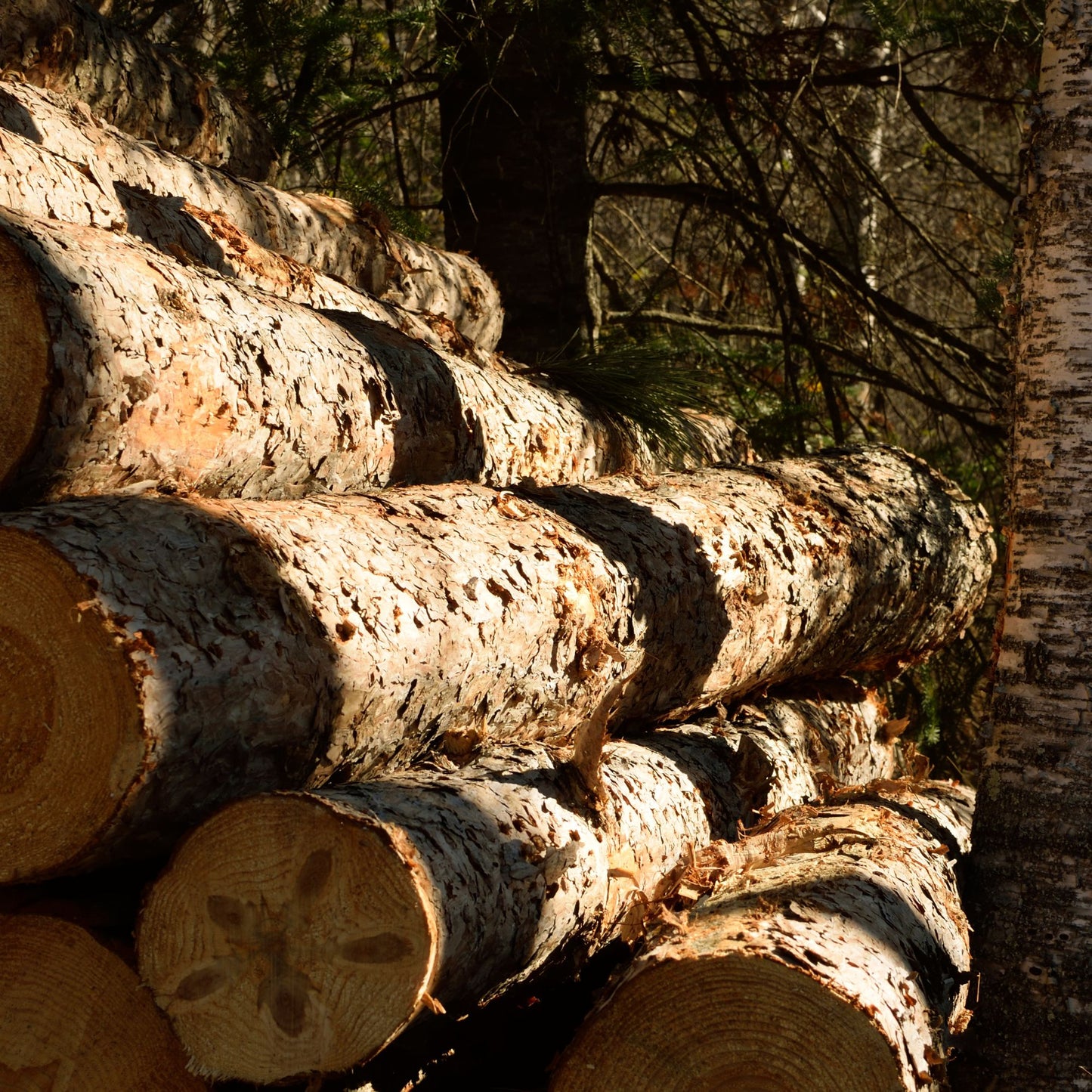 Botanica Gaia Wild Red Pine Essential Oil | Pinus Resinosa for Aromatherapy, Skin care and Perfume